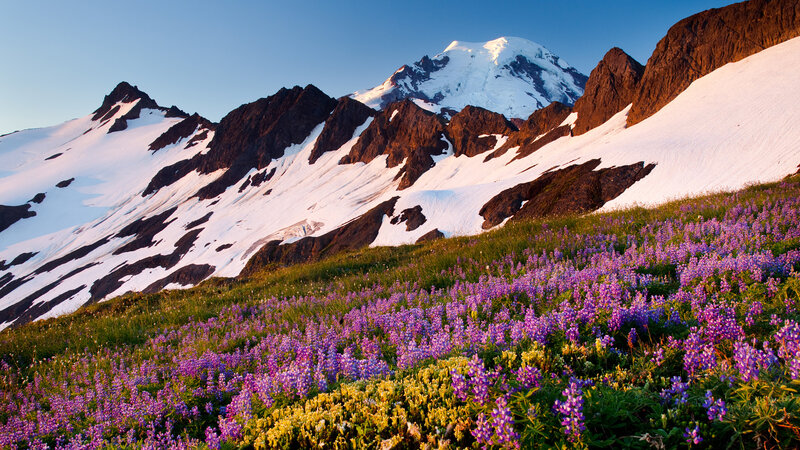 Purple Wildflowers on Mountain — Serene