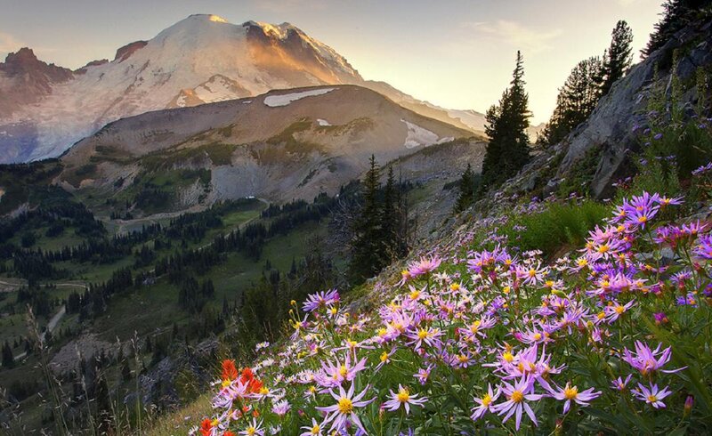Purple Wildflowers on Mountain