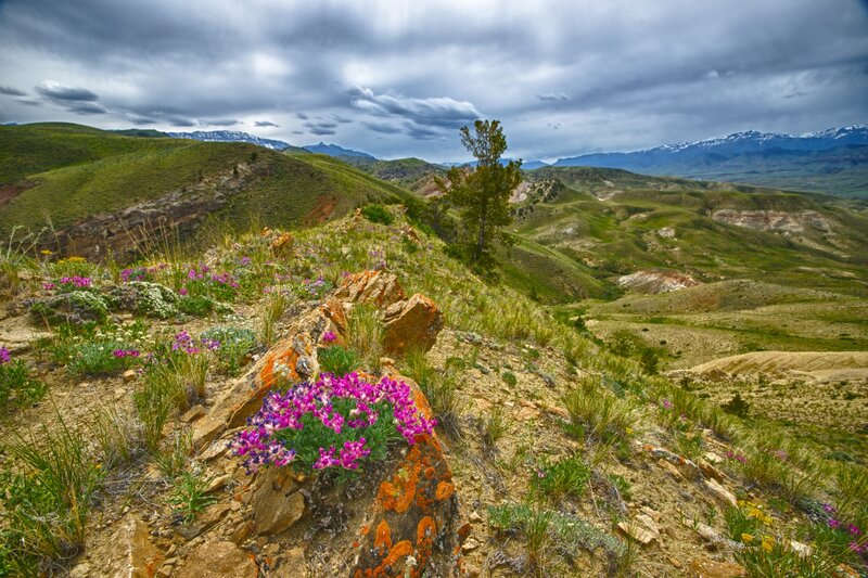 Purple Wildflowers on Rock