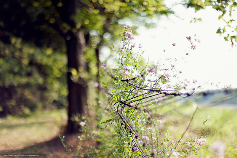 Purple Wildflowers on Vine