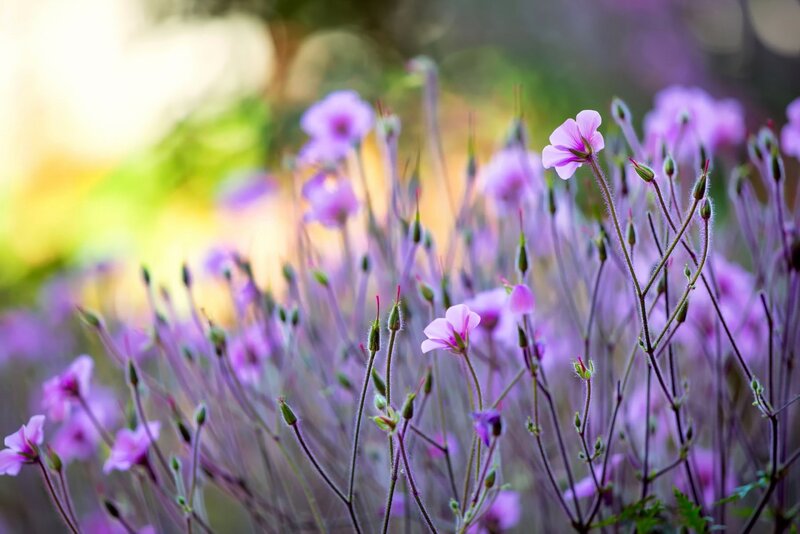 Purple Wildflowers — Serene, Afternoon