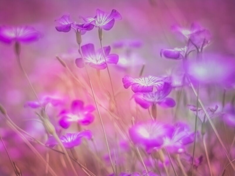 Purple Wildflowers — Serene, Photograph, Field