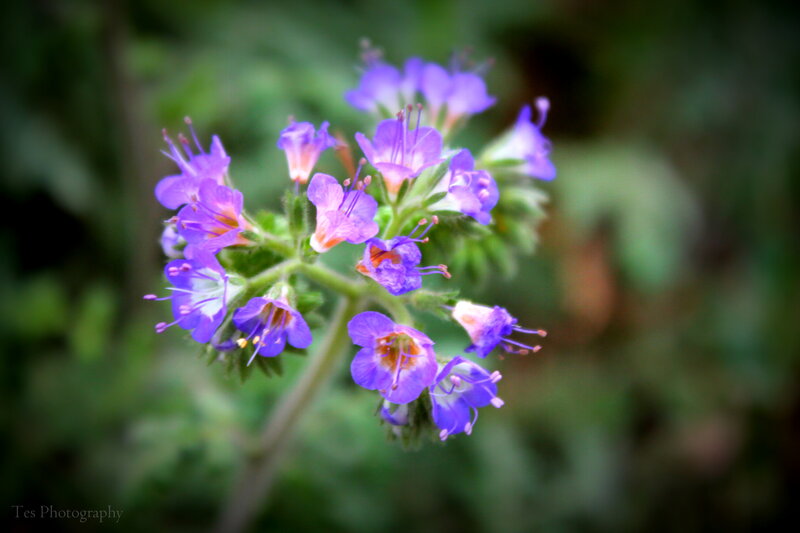 Purple Wildflowers — Serene, Photograph