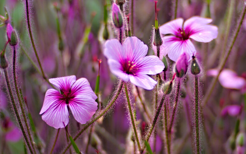 Purple Wildflowers — Serene, Spring, Photograph, Buds