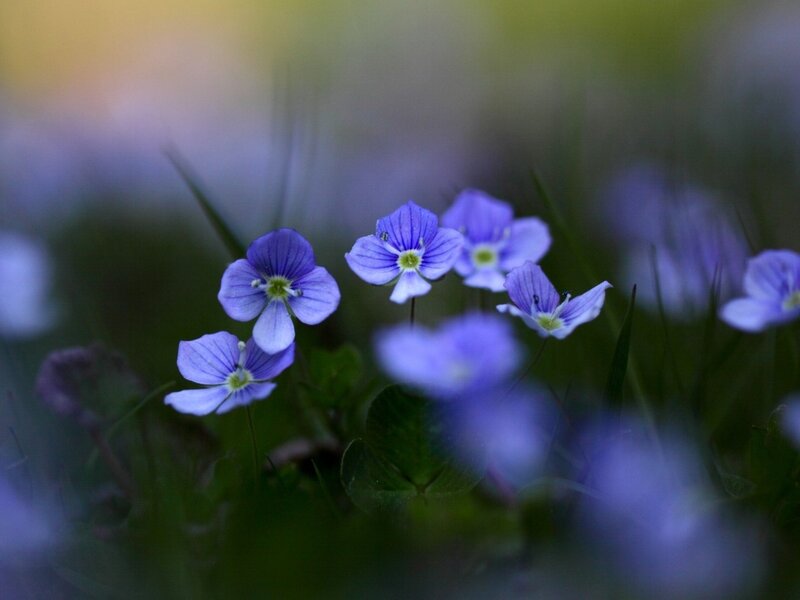 Purple Wildflowers — Serene, Spring, Photograph, Grass