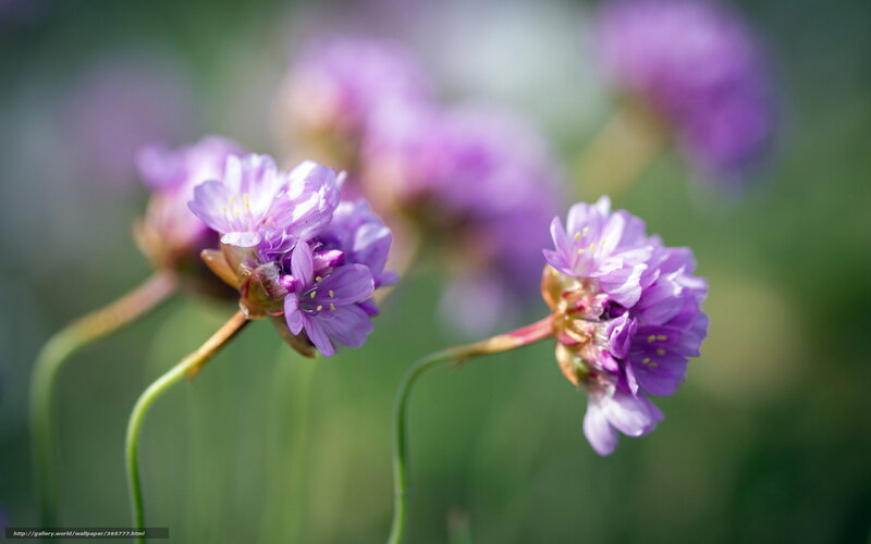 Purple Wildflowers — Serene, Spring, Photograph, Green Stems