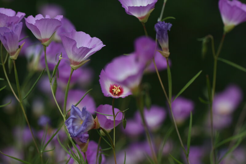 Purple Wildflowers — Serene, Spring