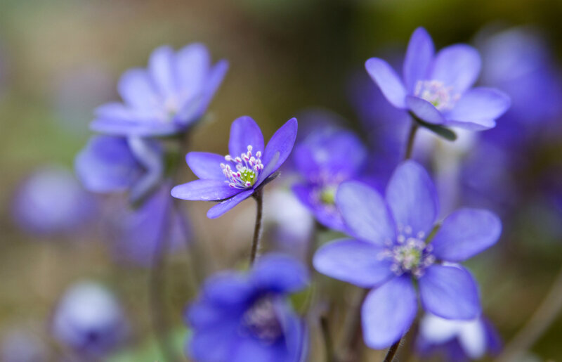 Purple Wildflowers — Serene