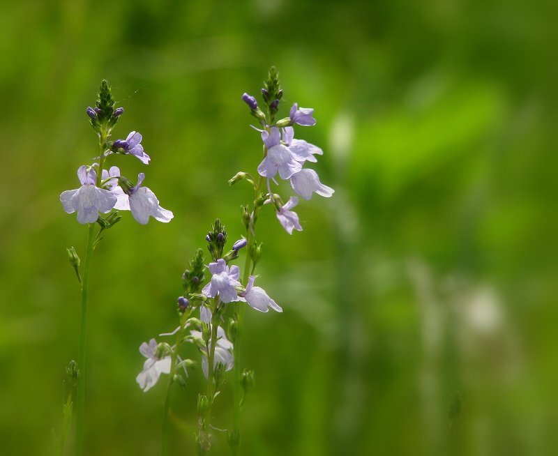 Purple Wildflowers