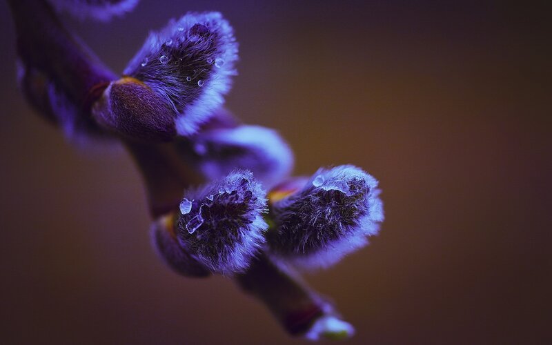 Purple Willow Buds — Dramatic