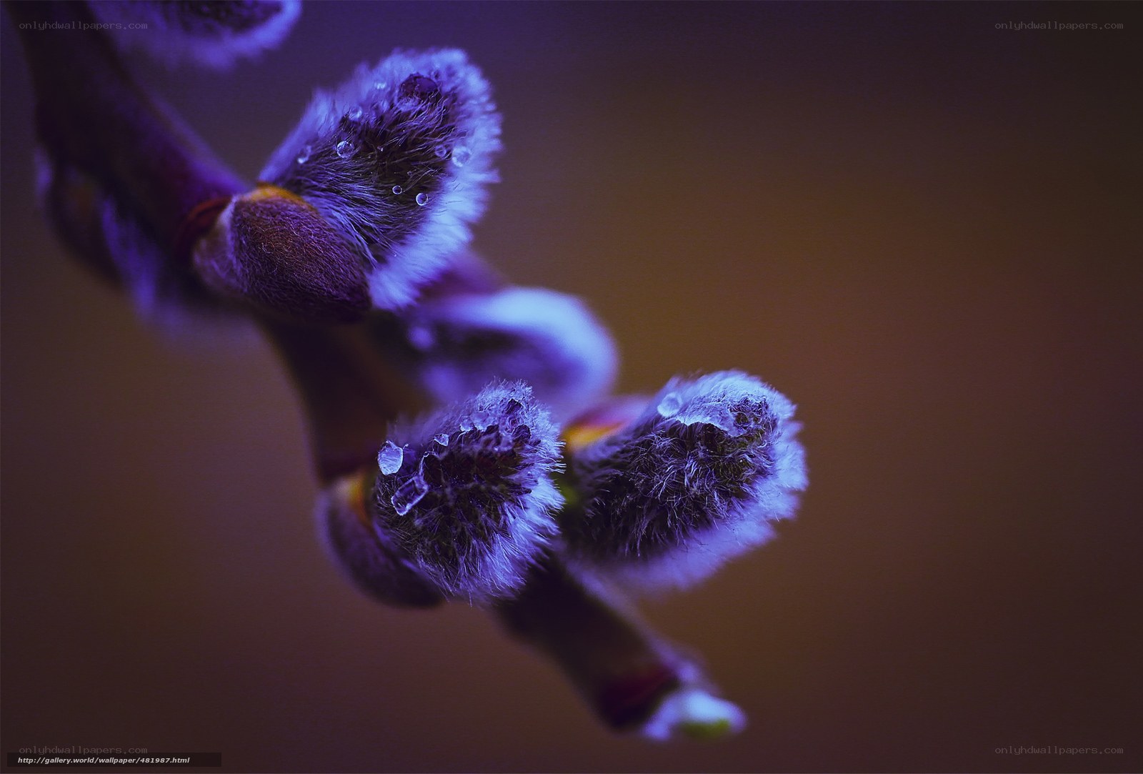 Purple Willow Buds in Dew