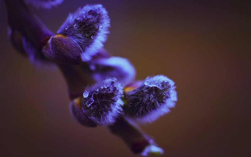 Purple Willow Buds