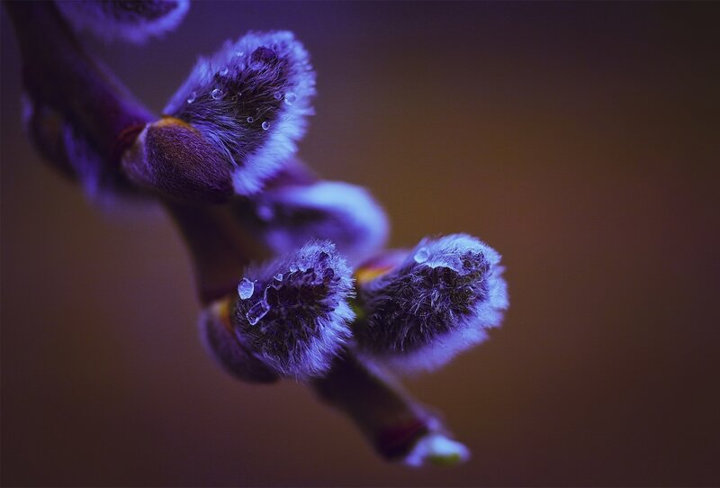 Purple willow catkins with dew