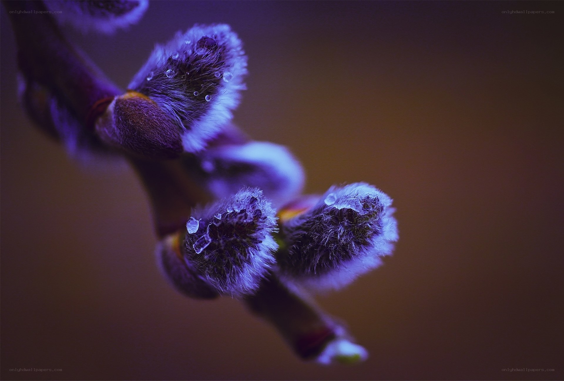 Purple willow catkins with dew