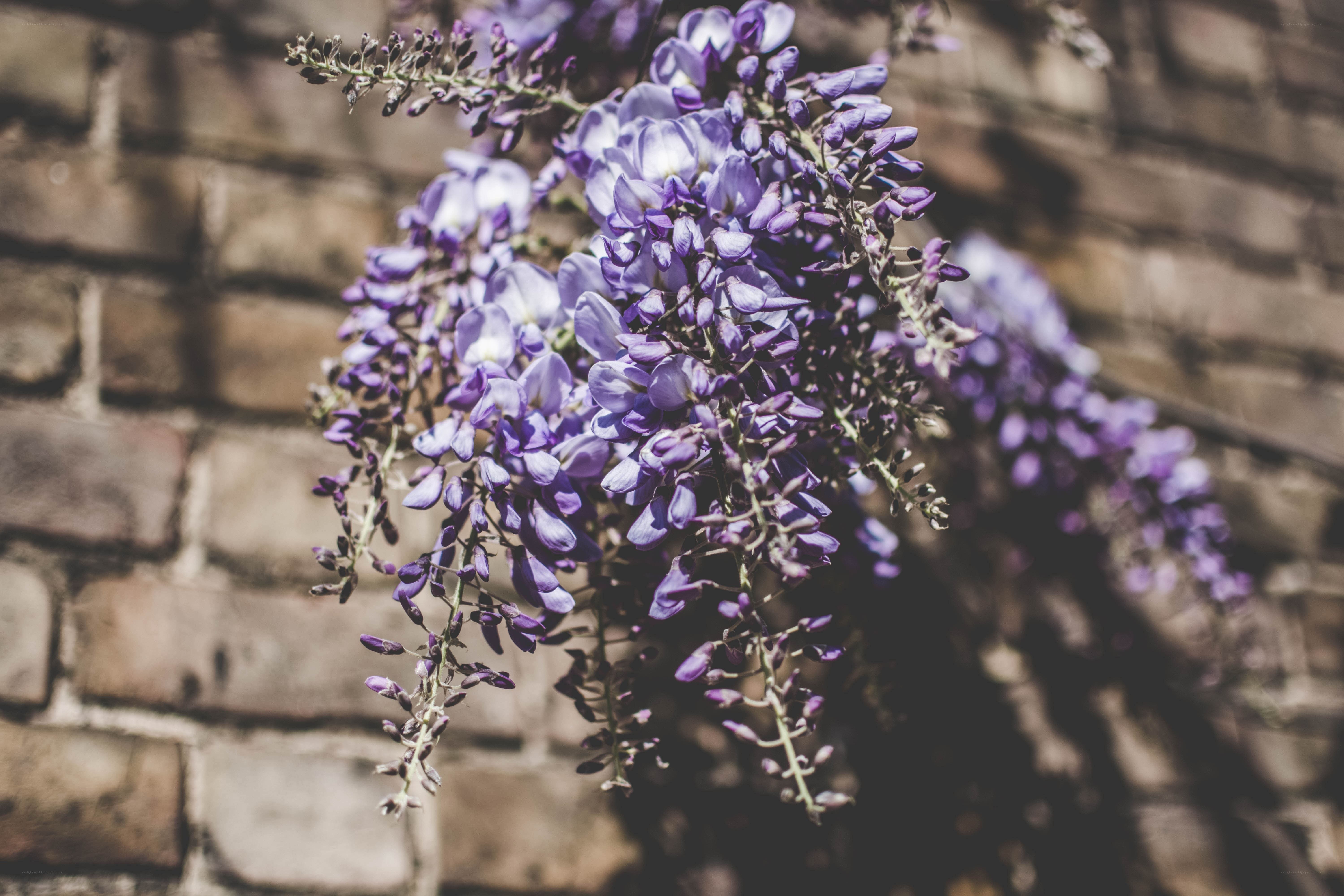Purple wisteria against brick wall