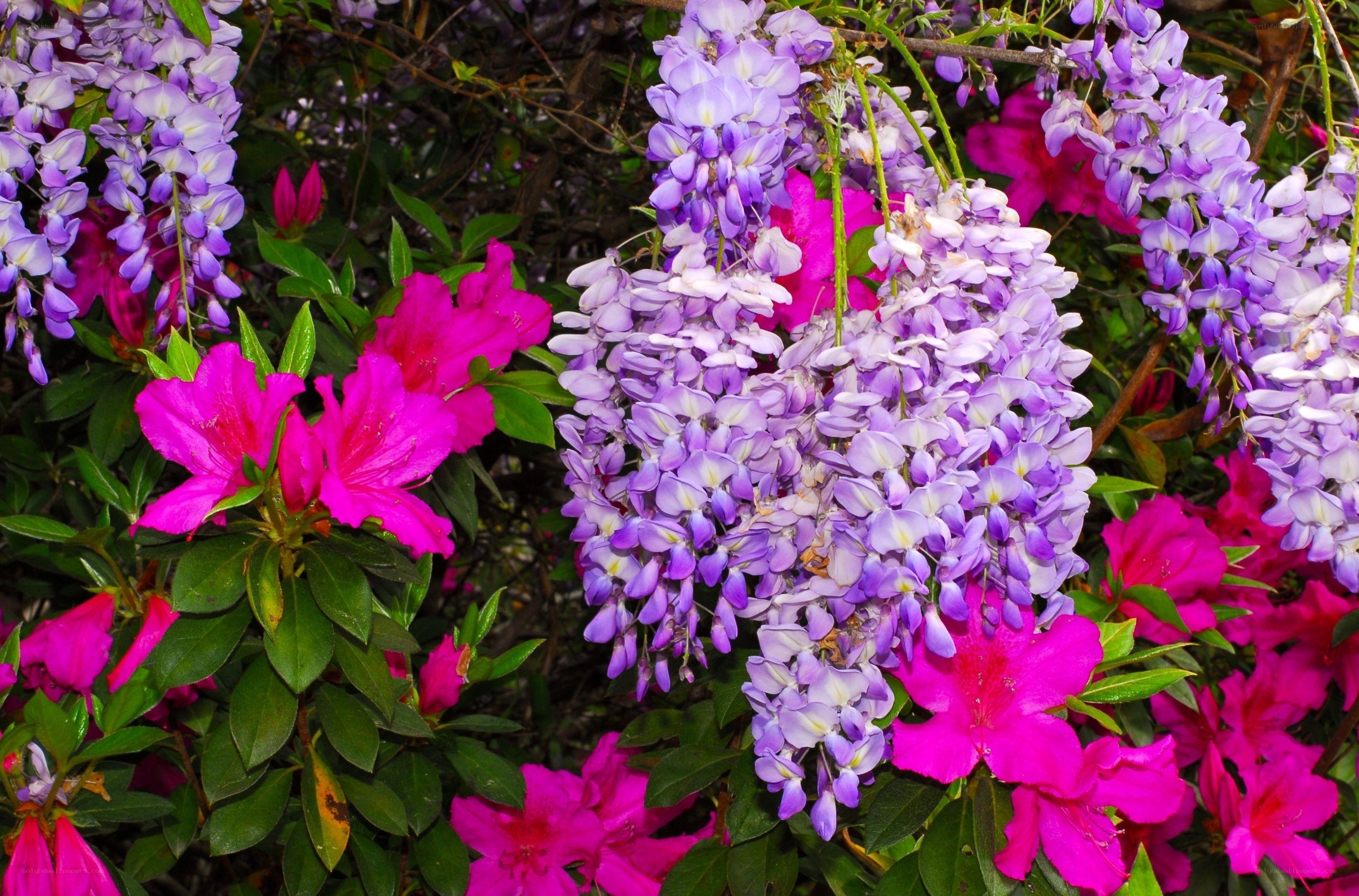 Purple wisteria and pink azaleas