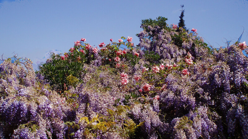 Purple Wisteria and Pink Roses