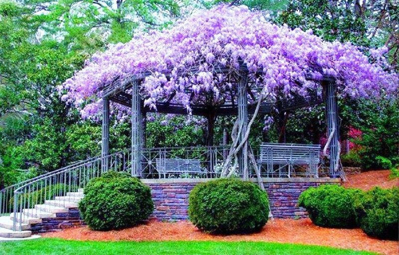 Purple Wisteria Arbor