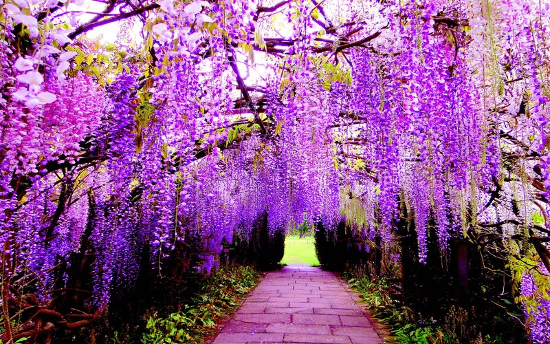 Purple Wisteria Archway
