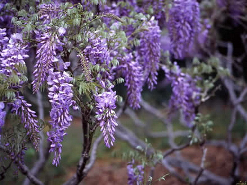 purple wisteria blossoms