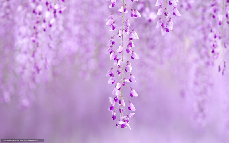 Purple wisteria blossoms
