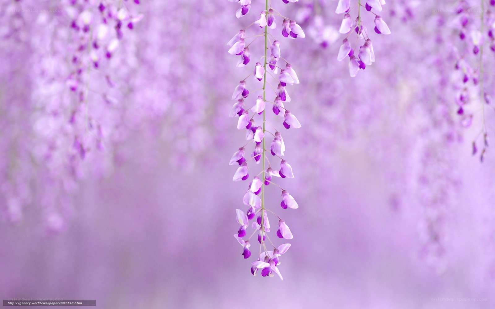 Purple wisteria blossoms