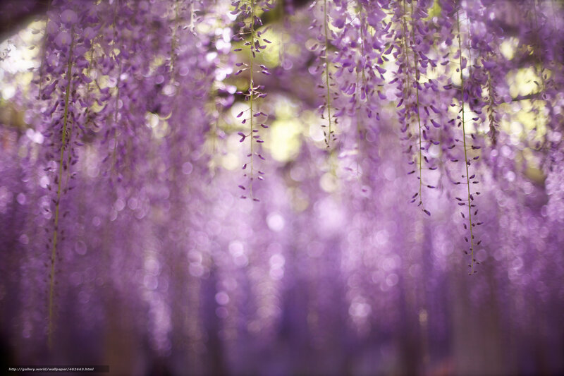 Purple wisteria blossoms