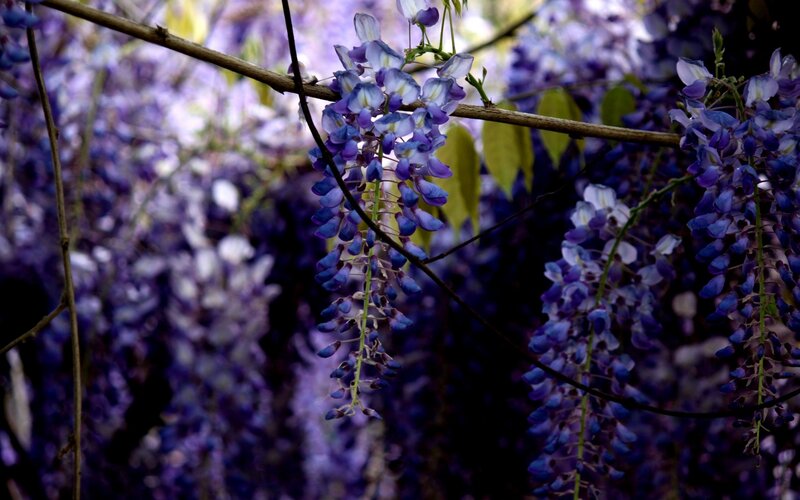 Purple wisteria blossoms