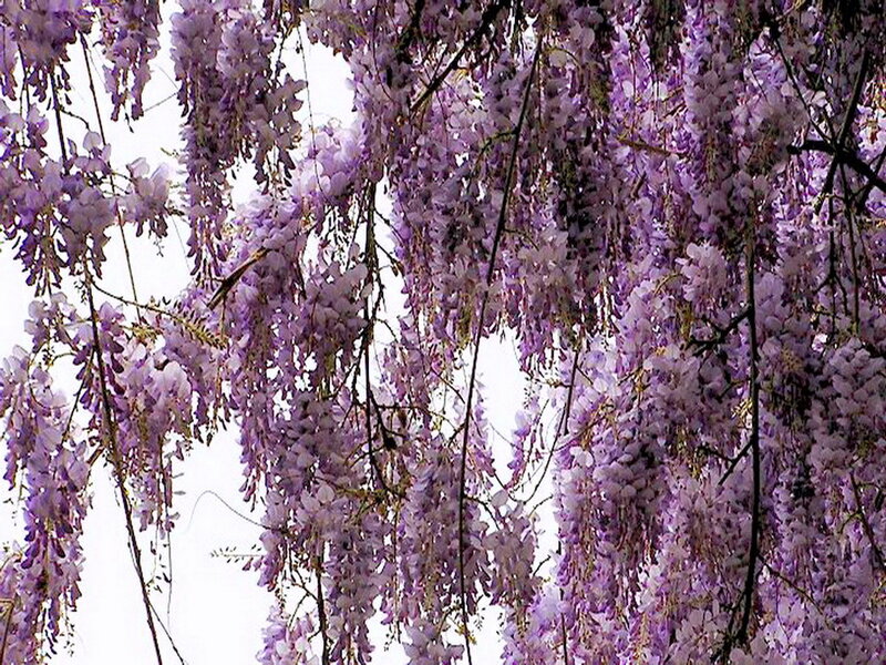 Purple Wisteria Blossoms — Calm
