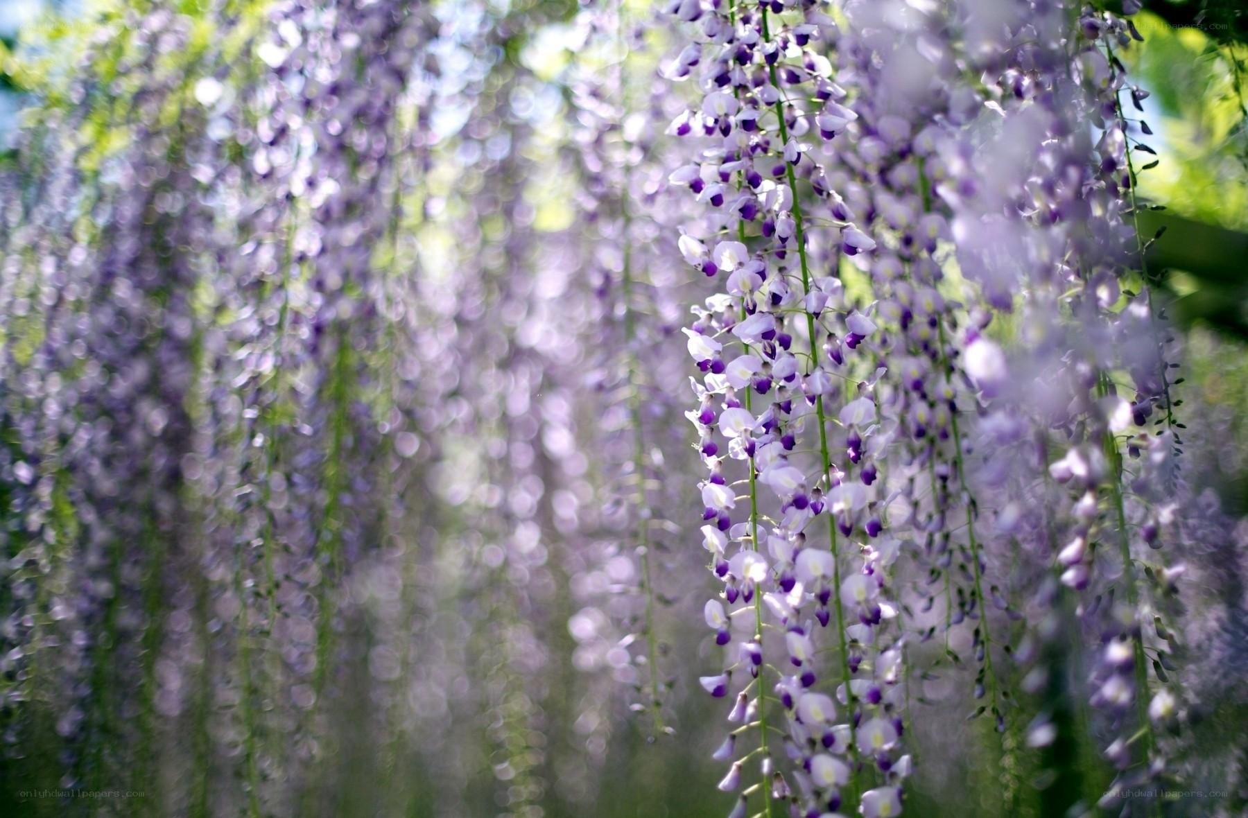 Purple wisteria blossoms hanging