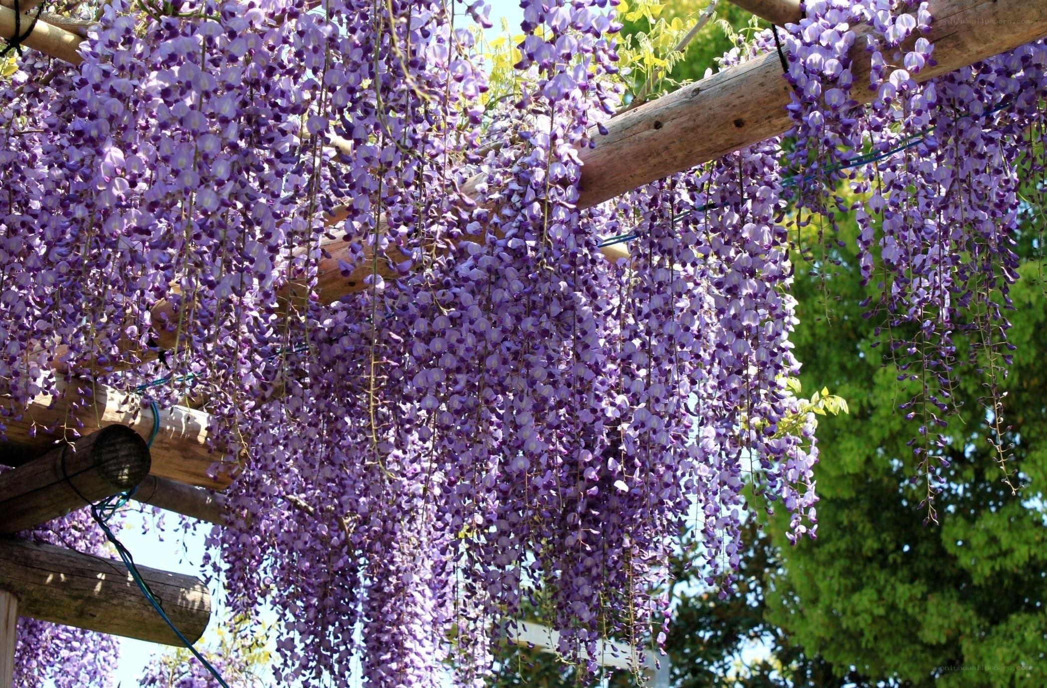 Purple wisteria blossoms hanging