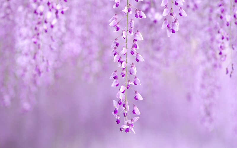 Purple wisteria blossoms hanging