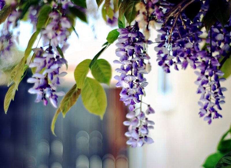Purple wisteria blossoms hanging