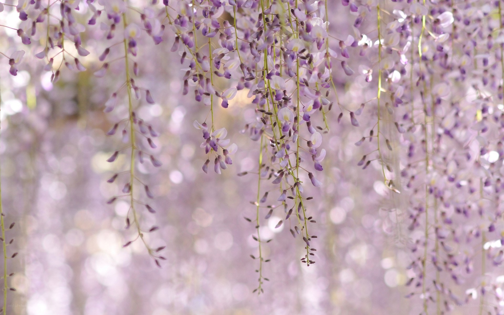 Purple wisteria blossoms hanging