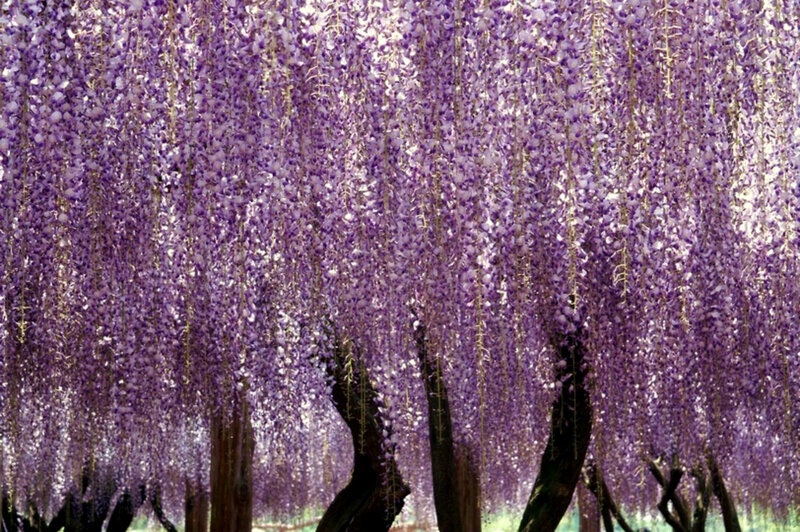 Purple wisteria blossoms in bloom