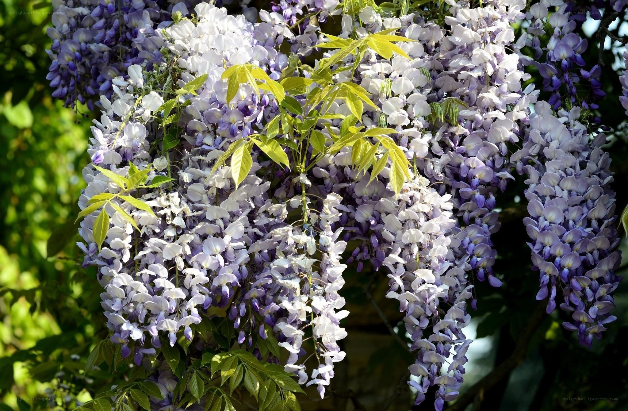 Purple wisteria blossoms in bloom
