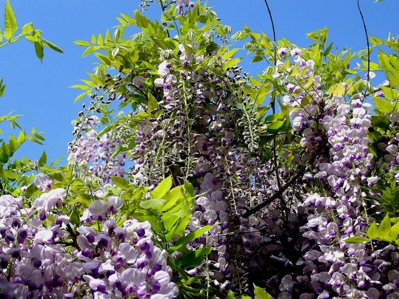 Purple wisteria blossoms in spring