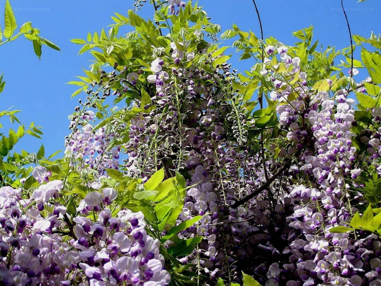 Purple wisteria blossoms in spring