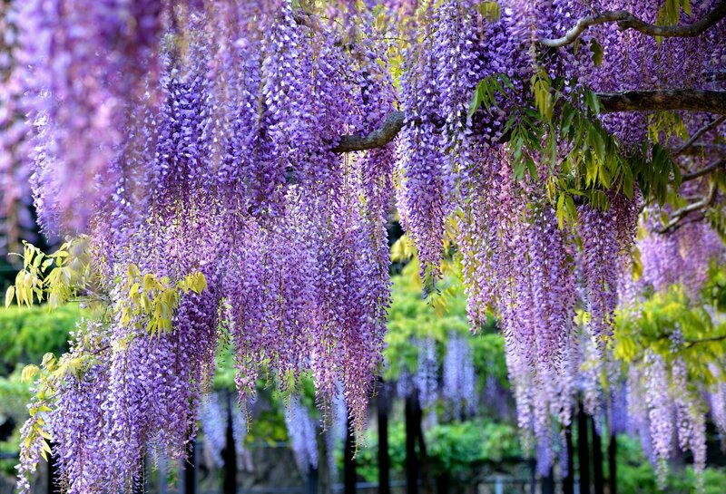Purple Wisteria Blossoms — Serene, Spring, Photograph, Flowers