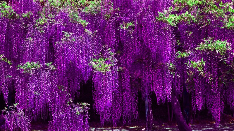 Purple Wisteria Blossoms — Serene, Spring, Photograph