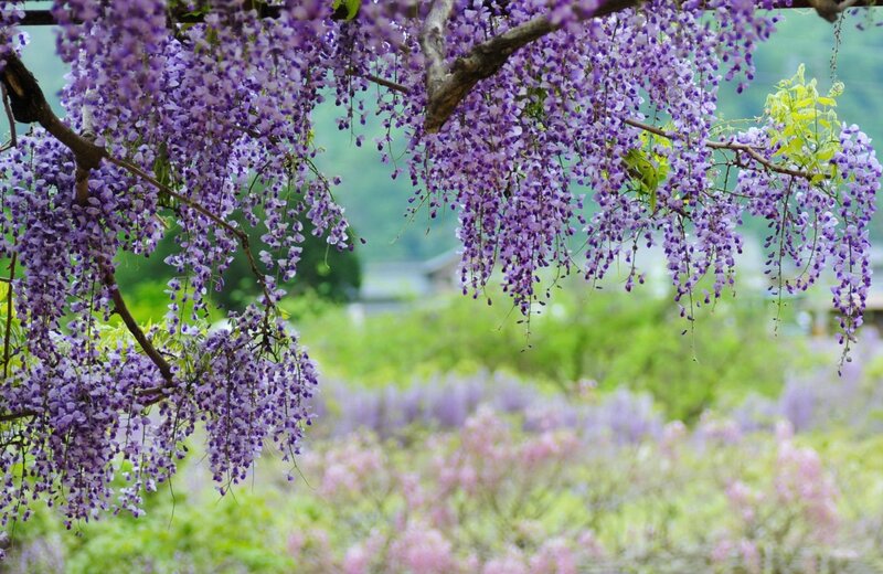 Purple Wisteria Blossoms — Serene, Spring, Photograph, Tree Branches, Green Foliage
