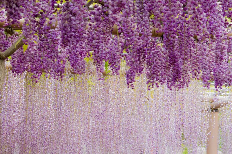 Purple Wisteria Blossoms — Serene, Spring, Photograph, Tree Branches