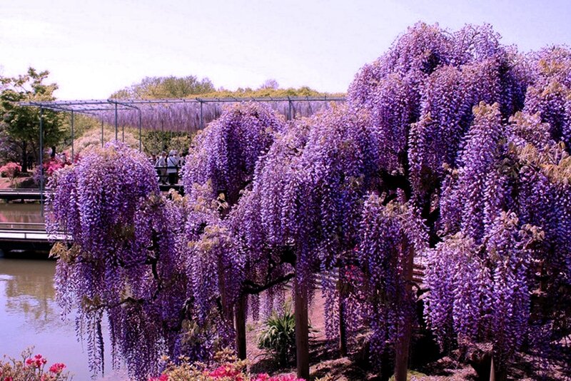 Purple Wisteria Blossoms — Serene, Spring, Photograph, Trees