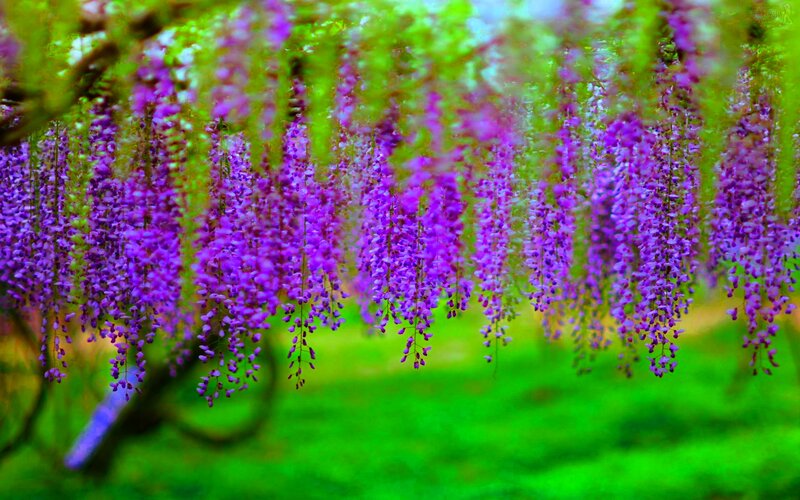 Purple Wisteria Blossoms — Serene, Spring