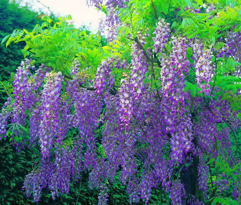 Purple Wisteria Blossoms — Serene