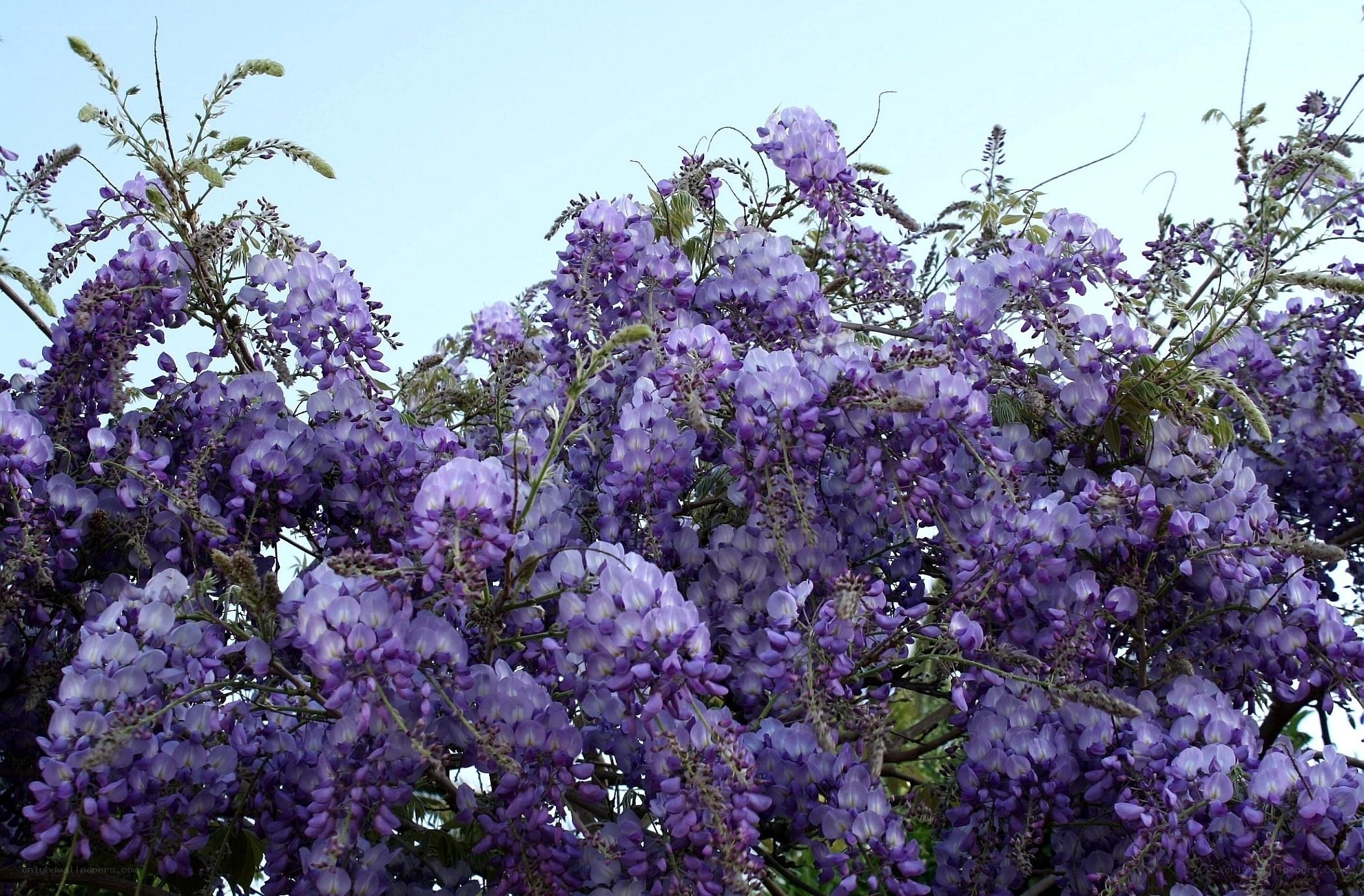 Purple wisteria blossoms