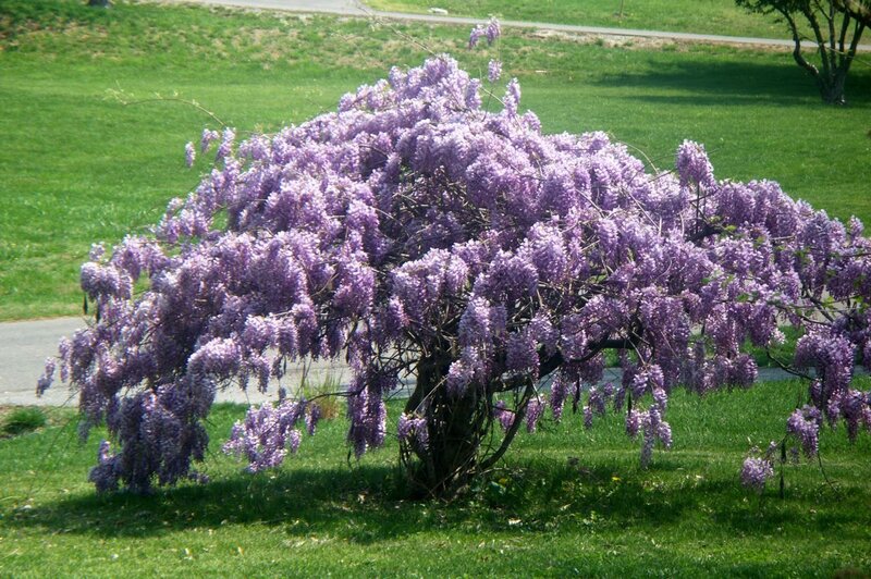 Purple Wisteria Bush