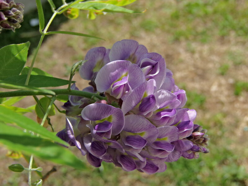 Purple Wisteria Flower — Calm