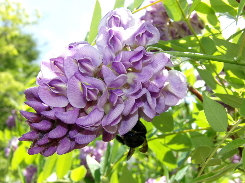 Purple Wisteria Flower — Serene, Afternoon, Photograph, Bee