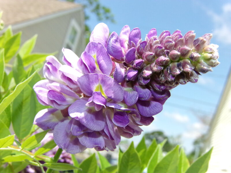 Purple Wisteria Flower — Serene, Afternoon, Photograph